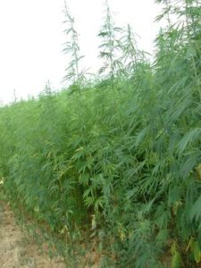 Chanvre saumon fumé