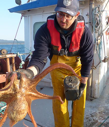 pêche poulpe de méditerranée : poulpe pêché à l’amphore