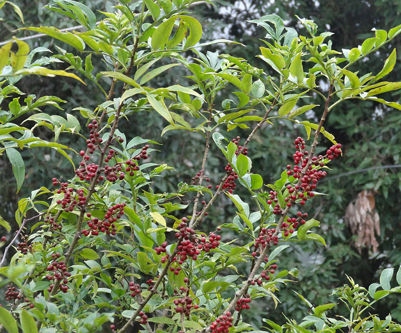 plant de poivre timut pour saumon fumé artisanal